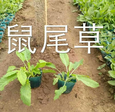 上盆蓝花鼠尾草